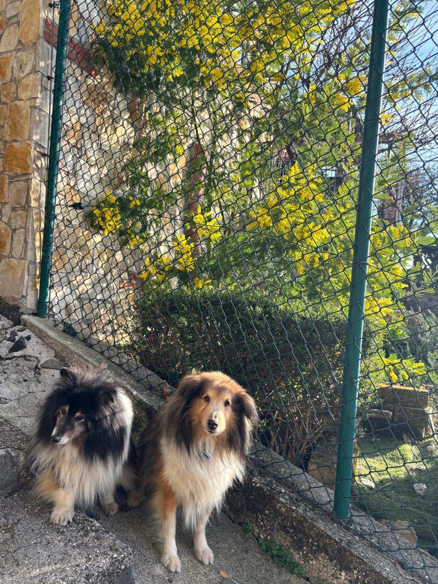 B&B Alle Scalette Trissino エクステリア 写真